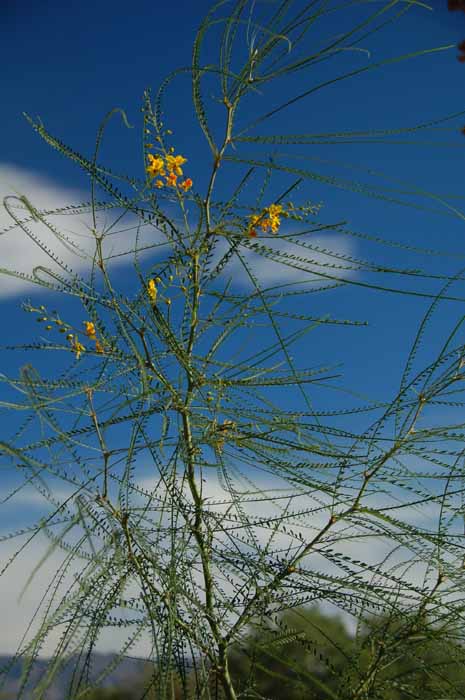 willow in spring